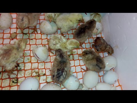 Egg Incubator RESULT (Day-21)! More Chicks Hatching