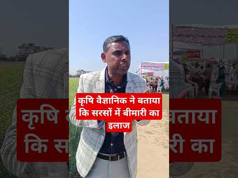 सरसों की बीमारी की दवाई // sarson me konsi bimari ati hai // Sarson ki bimari ki dawai, mustard farm