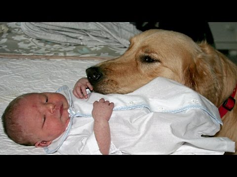 Golden Retriever and Babies Compilation NEW