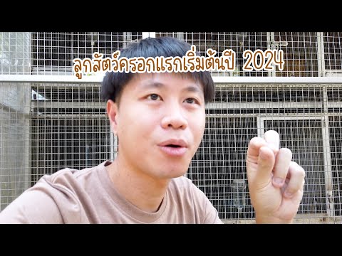 ลูกสัตว์ครอกแรกของปี 2024 มาแล้ว และอัพเดทช่องทางการติดตามต่างๆ ในตอนนี้