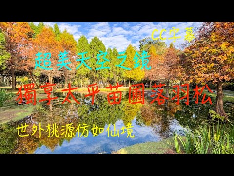 萬ㄟeye台灣20241226獨享太平苗圃落羽松/insta 360 X4/請打開CC字幕/小而美的秘境   4K