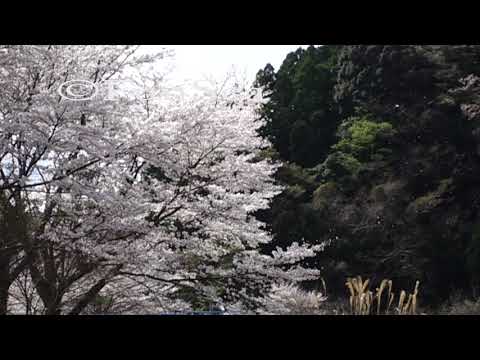 桜吹雪 DSC-RX100M5