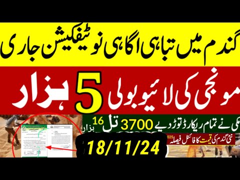 today wheat price in punjab//گندم کا ریٹ/25 '2024/munji makki till sarso/galla mandi rates today