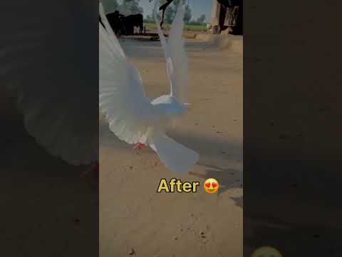 🕊#trending #viral👍#pigeon #video 🕊🕊#1000subscriber #short #video #🕊