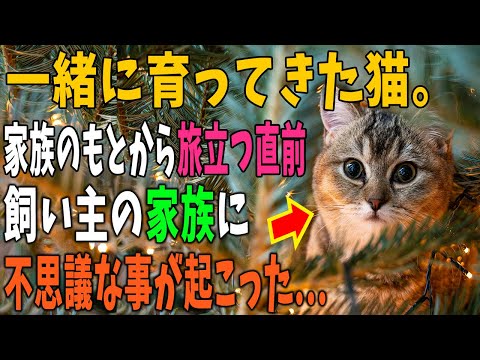 【猫の不思議な話】幼い頃から一緒に育ってきた心優しい猫。家族のもとから天国へ旅立つ直前、飼い主家族に不思議なことが起こる…。→「何してるの？」【朗読】【感動】