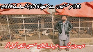 100 desi murgi farm in Pakistan||small desi murgi farm||golden misri murgi business