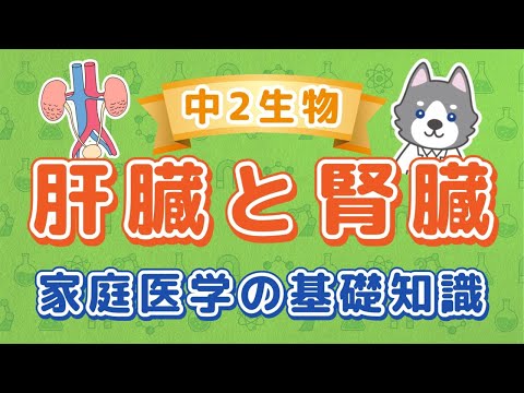 中2理科『肝臓と腎臓の働き』