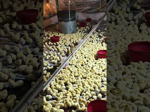 4955 chicks aaye h #rap #music #hiphop #newsong#song #trendingvideo#pig #chickenfarming#fancypoultry