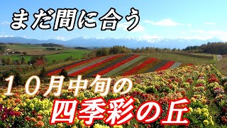 １０月でも素敵な『四季彩の丘』【北海道　美瑛】４K