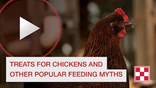 Treats for Chickens and Other Popular Feeding Myths