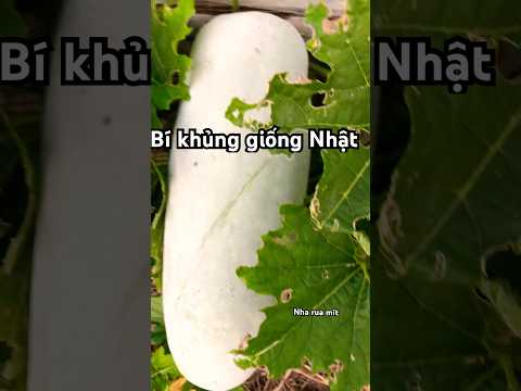 Làm vườn ở Nhật _ trái bí to khủng #music #nharuamit #gardening #garden #làmvườn