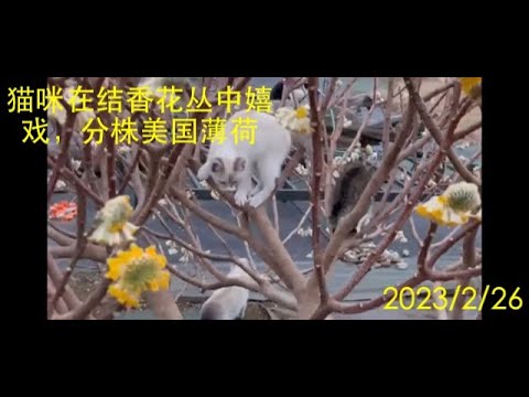 猫咪在结香花中嬉戏，三年生的“美国薄荷”花该分株了。