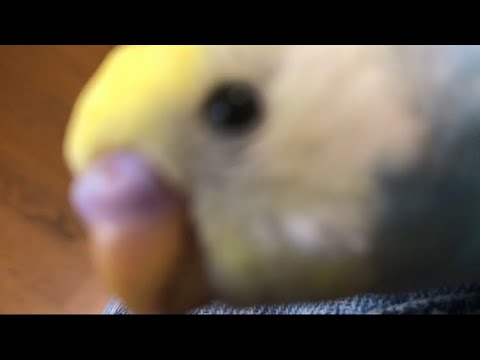 可愛いインコが目の前に!!