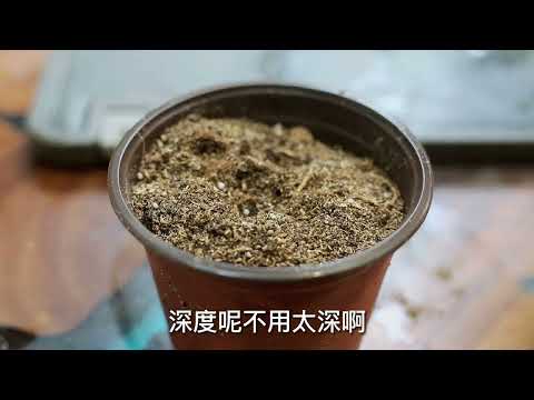 园艺师教你，用阳台种子来种植盆栽