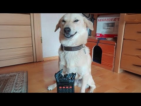 20 MINUTOS DEL PERRO MÁS DIVERTIDO CAPTADO POR LA CÁMARA DE LA DÉCADA 🐶