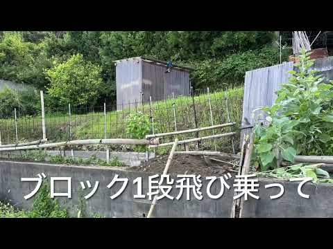 イノシシに荒らされたサツマイモ畑