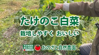 家庭菜園にもおすすめ。作りやすく。いろんな料理に使えます。