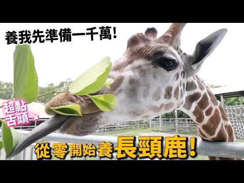 【從零開始養】長頸鹿!首先準備一千萬?原來很親人?脖子為何這麼長?角有什麼作用?【許伯簡芝】