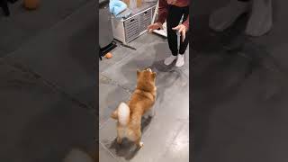 静かに喜びを表すタイプ#shorts#柴犬#フランス在住