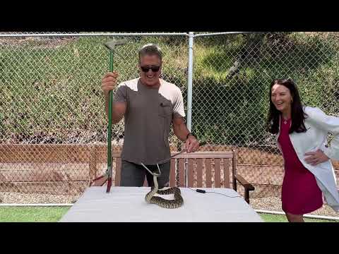 World Snake Day Q&A