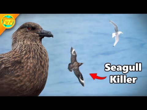 How a KILLER SEABIRD became the Arctic's Ultimate Predator