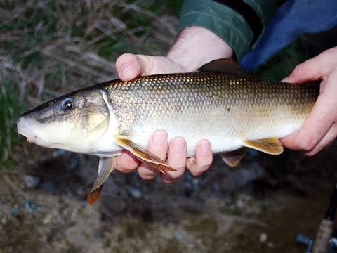 Sucker fishing at Don River toronto