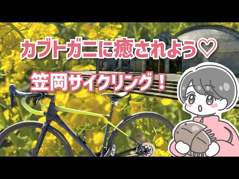 【岡山ロードバイク女子】生きた化石カブトガニの魅力に迫ろう♪笠岡まで海岸沿いを自転車で全力疾走してみた