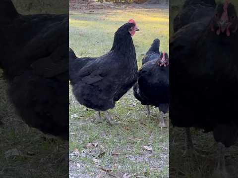 Chicken looks sick #hen #homestead #tips #chicken #molt #backyard #backyardchickens #ugly #animal