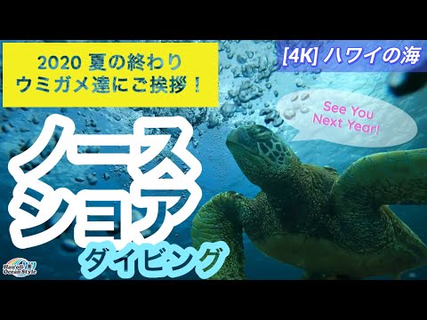 4K【2020 ハワイ夏の終わり】今年最後のノースショアでのスキューバダイビング！ウミガメの反応は？！Last Scuba Diving in North Shore, Oahu