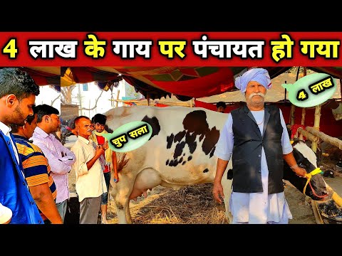 दुधारू गाय की पहचान / दूध की नदी है यह गाय | holstein friesian cow | cow farming