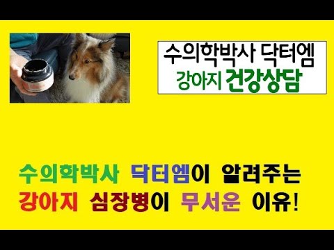 수의학박사 닥터엠이 알려주는 강아지 심장병이 무서운 이유!