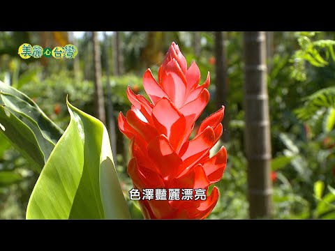 【屏東內埔】青農姜福慧返鄉 種植高經濟花材 | 產業 |美麗心台灣(185) #美麗心台灣  ＃紅薑花 ＃姜福慧 ＃高經濟花材 ＃屏東內埔  ＃有機生態