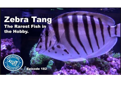 Zebra Tang The Rarest Fish in the Hobby Episode 182