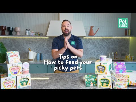 Tips on How to Feed Your Picky Pets | What to feed my picky dog | What to feed my picky cat