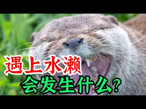 What should I do if I encounter an otter?