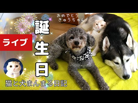 猫と犬まんまる日記 誕生日ライブ