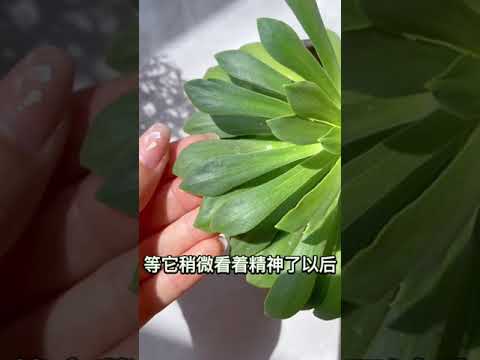 【蓝胖小花匠🎏】这期视频给大家解答一下——养护露微花时出现：消苞、叶片发软的问题。 #养花小知识 #露微花 #爱生活爱养花 #封闭阳台养花 #我的阳台小花园