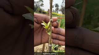 hibiscus grafting # Gudhal Grafting#