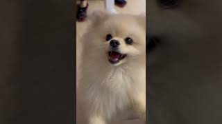 #shortsvideo #animals #dogfunny #2023funny #dog