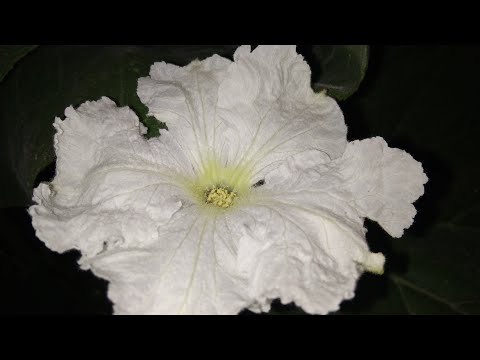 MY GOURD VINE, SHORT VIDEO