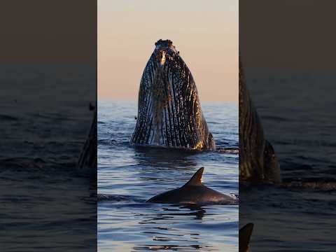 Whales, dolphins, and birds living the circle of life! #lionking #nature