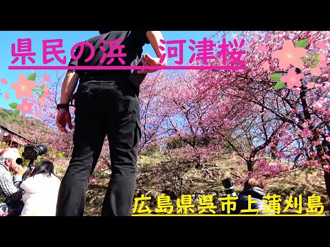 広島県　県民の浜の河津桜　２０２４・２・１８撮影N１１２４