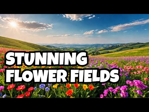 EXPERIENCE the Most STUNNING Fields of Flowers!