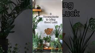 3 house plants that WILL bring you wealth and good fortune| #shorts #shortvideo #luck #ytshorts