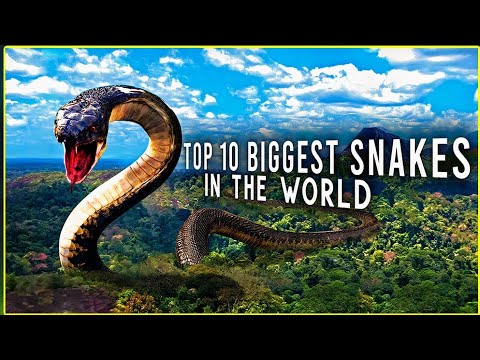 The Amazon's Biggest Beasts  Top 10 Largest Animals!"| Rainforest Reels | Film