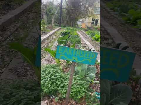 Send me a sign #shorts  #growyourown #gardening