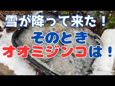 【メダカの冬眠2024③】ついに雪が！！！越冬中のオオミジンコは無事なのか！？