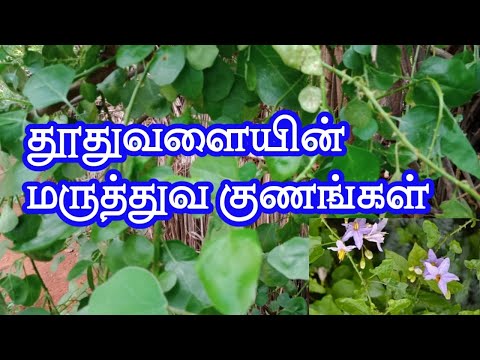 தூதுவளையின் பயன்கள்||thoothuvalai benefits in tamil