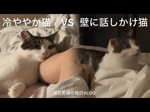 猫と夫婦の毎日VLOG#458 ベッドで猫撫でながらぐだぐだ