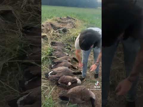 opening day early goose season with flock em boys